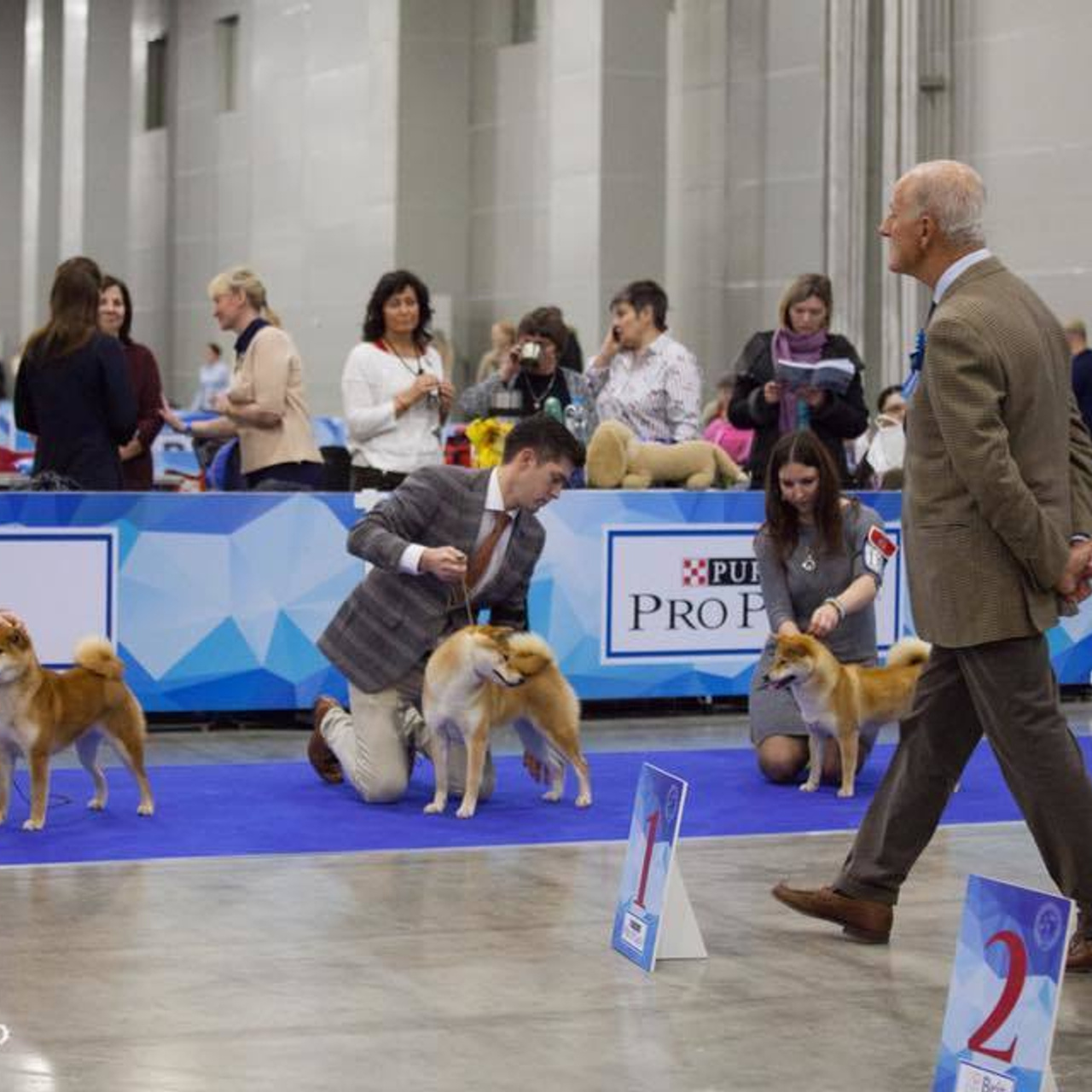 Dog show 2017. SHIOMARU Питомник сиба и акита-ину