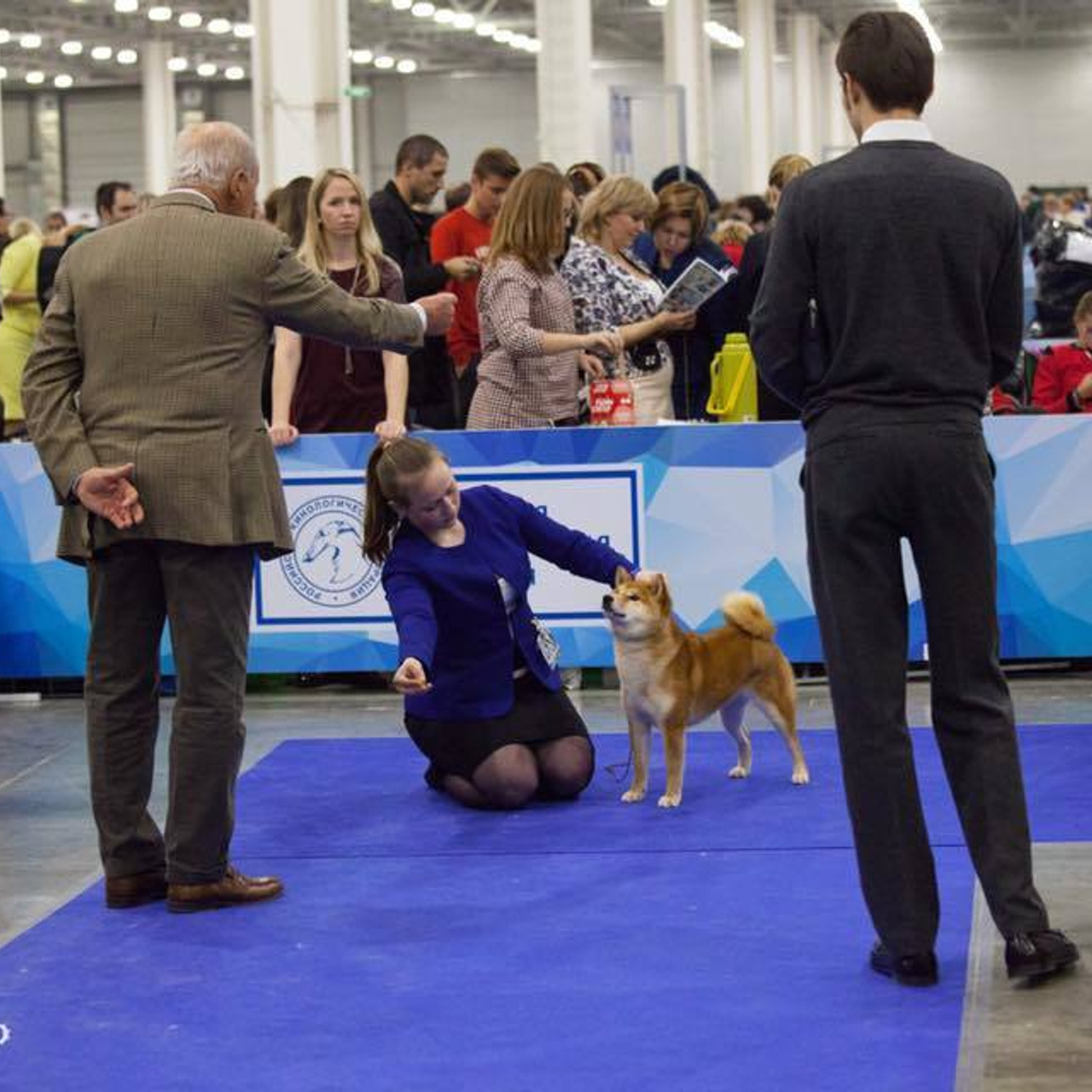 Dog show 2017. SHIOMARU Питомник сиба и акита-ину