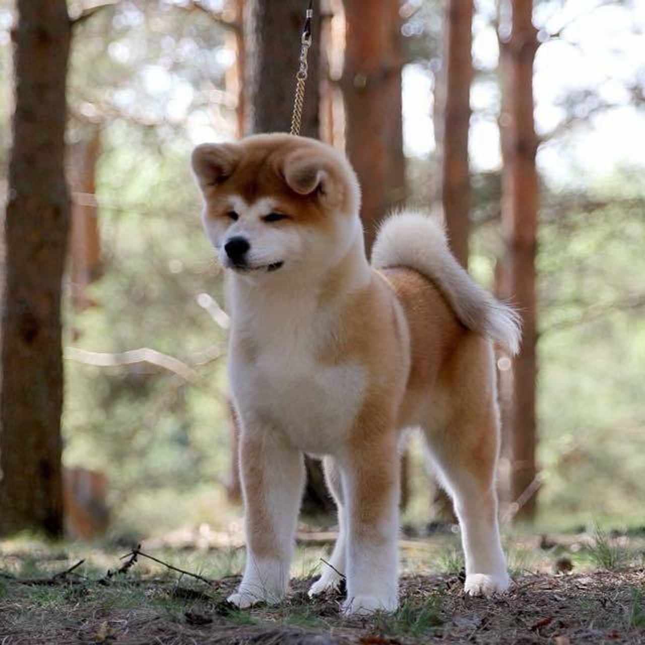 ПОМЕТ K. SHIOMARU Питомник сиба и акита-ину