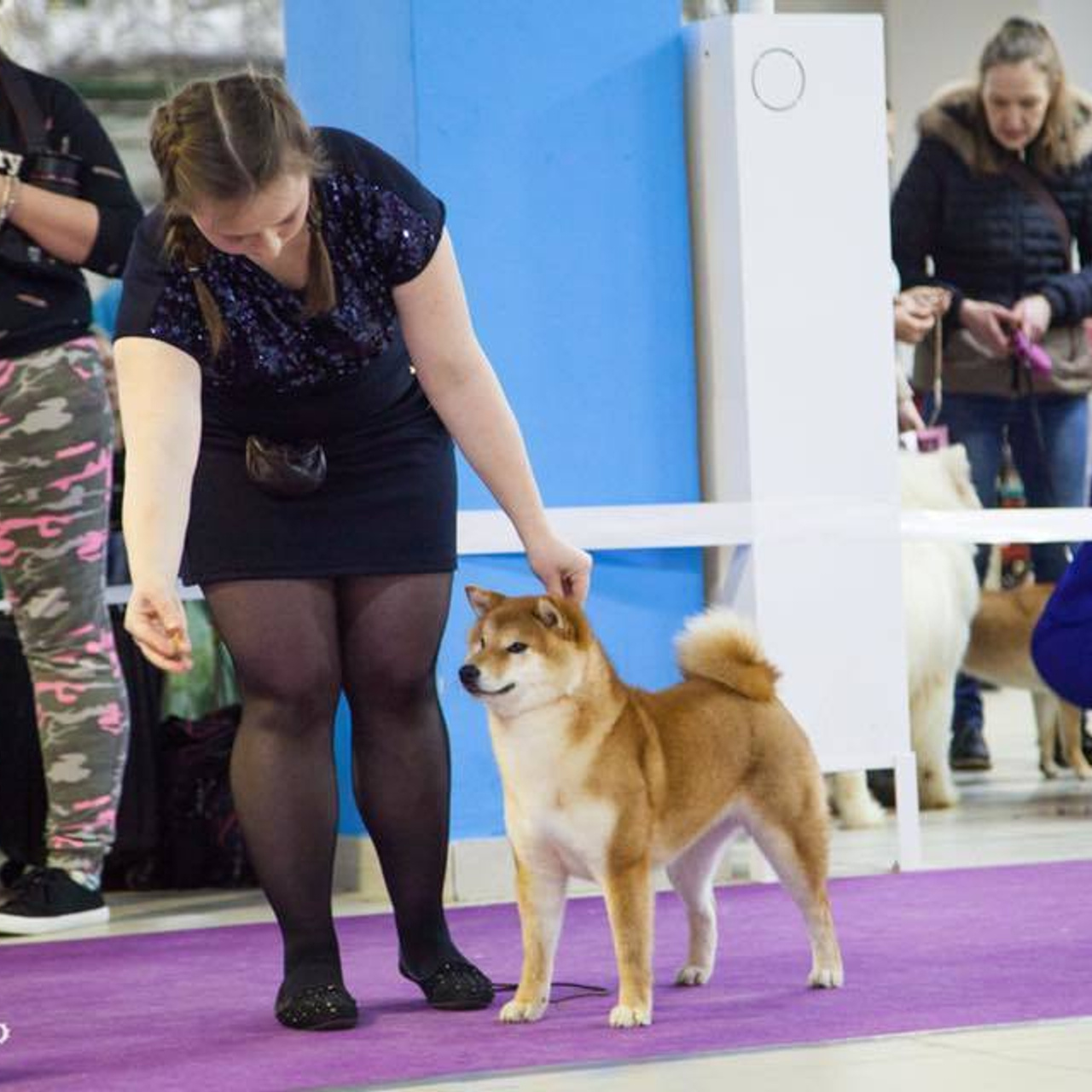 Dog show 2018. SHIOMARU Питомник сиба и акита-ину