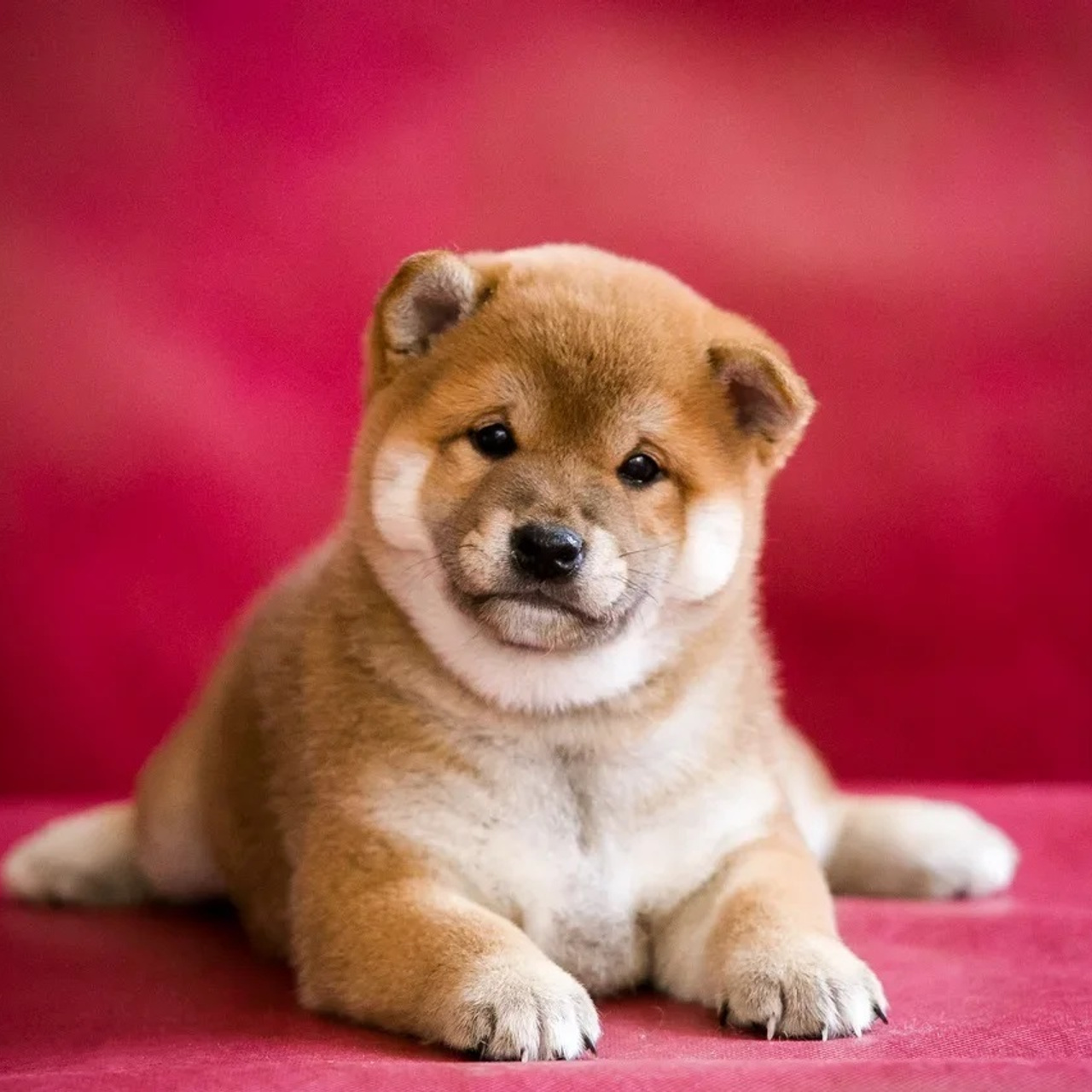 ПОМЕТ Q. SHIOMARU Питомник сиба и акита-ину