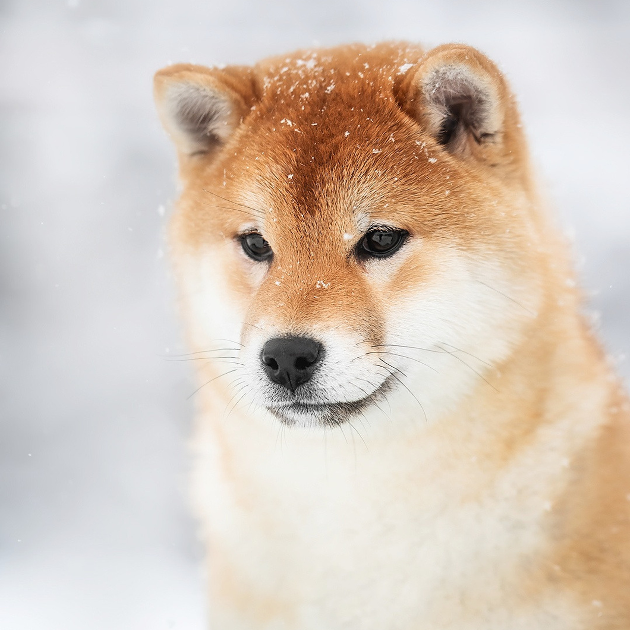 SHIOMARU DON'T KILL THE MAGIC. SHIOMARU Питомник сиба и акита-ину