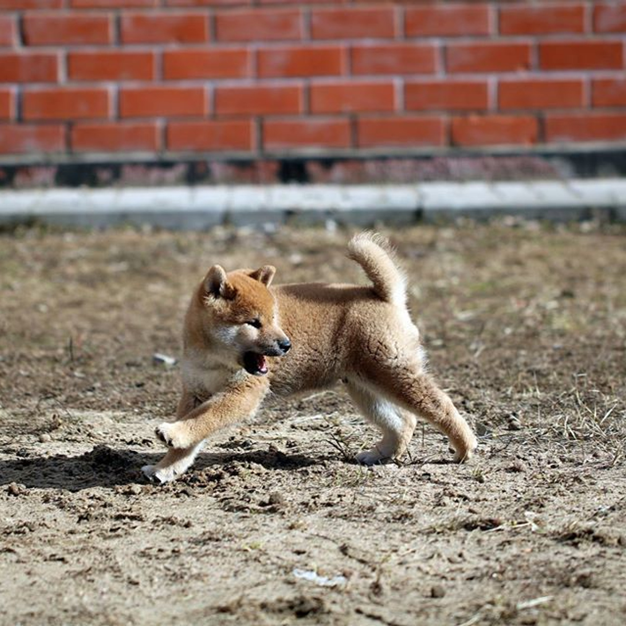 ПОМЕТ F. SHIOMARU Питомник сиба и акита-ину