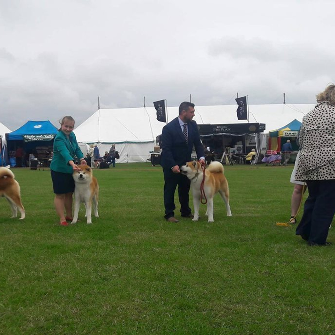 Dog show 2017. SHIOMARU Питомник сиба и акита-ину