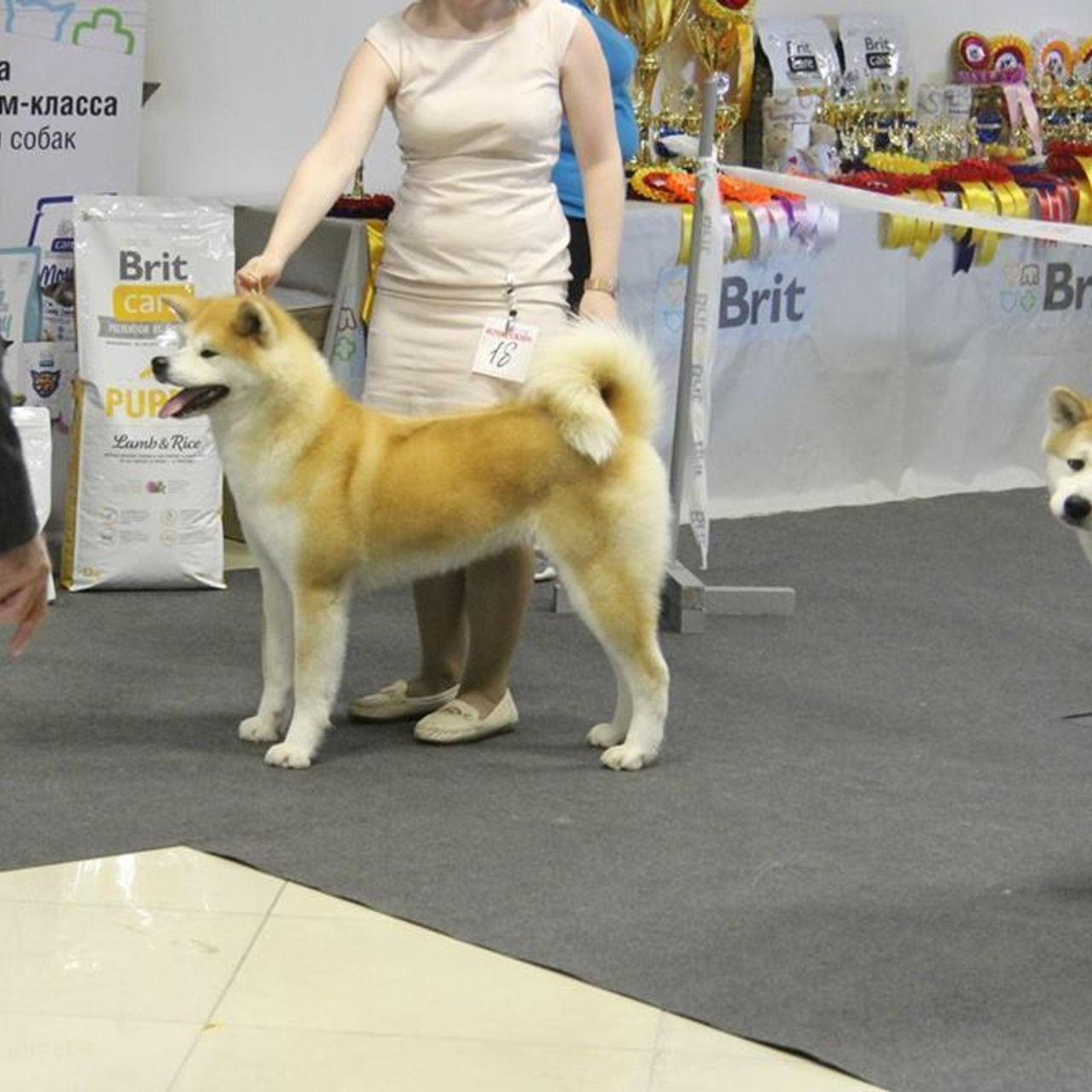 Dog show 2016. SHIOMARU Питомник сиба и акита-ину