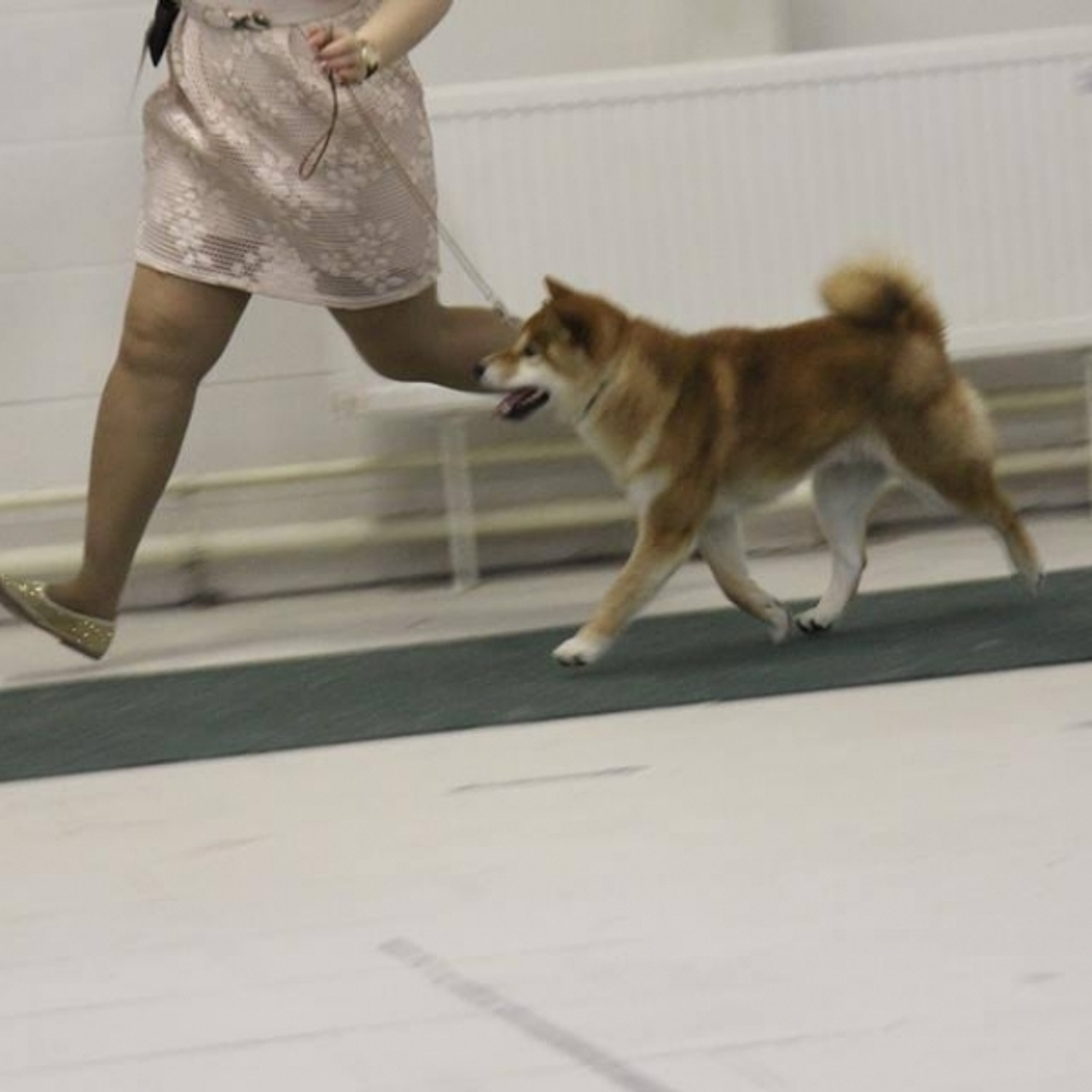 Dog show 2016. SHIOMARU Питомник сиба и акита-ину