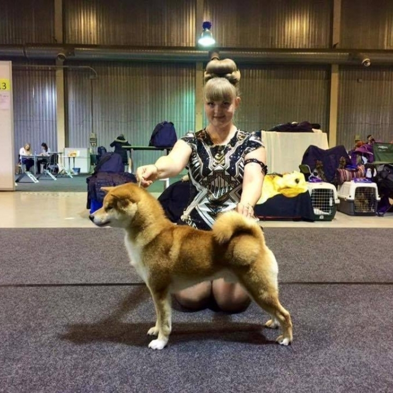 Dog show 2016. SHIOMARU Питомник сиба и акита-ину