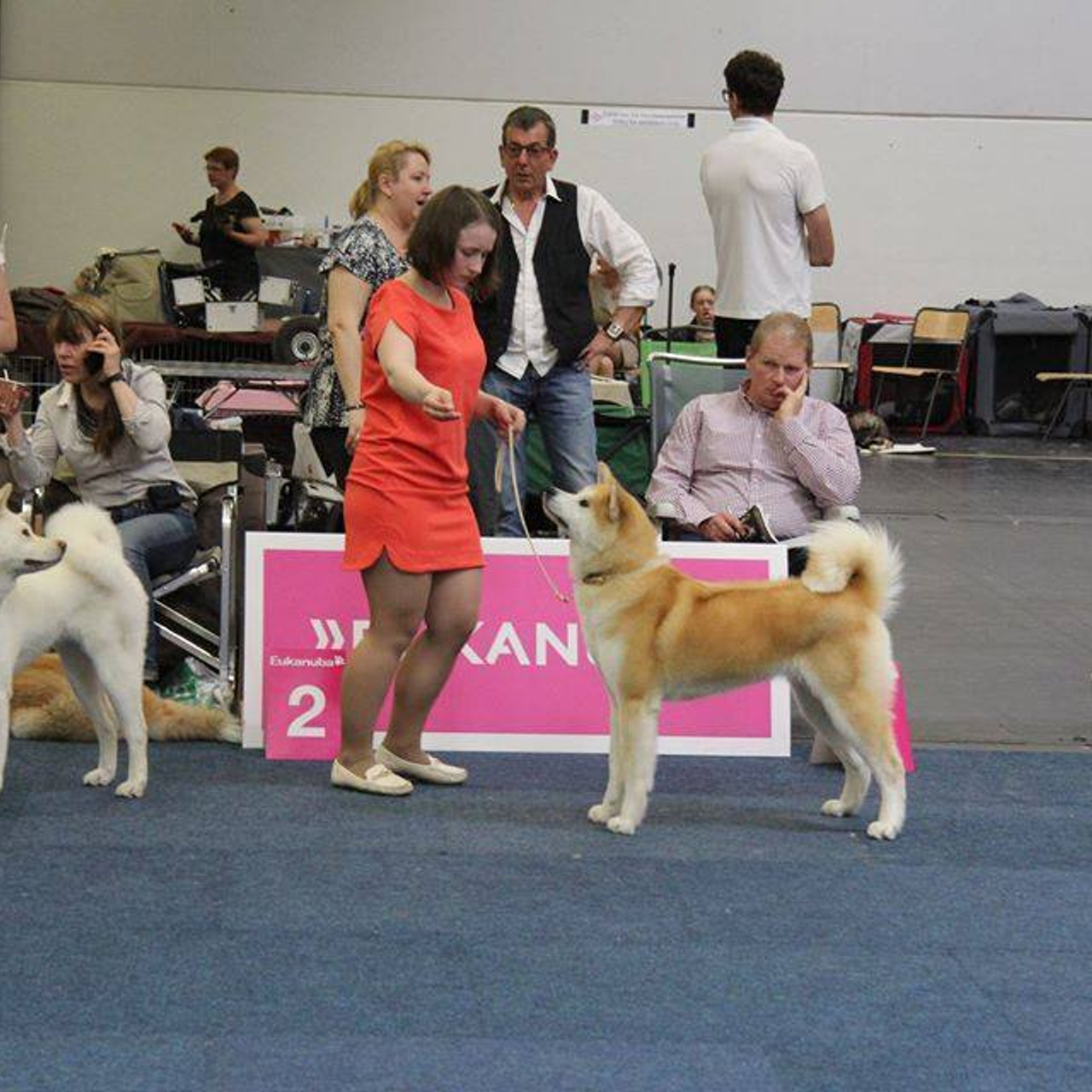 Dog show 2016. SHIOMARU Питомник сиба и акита-ину