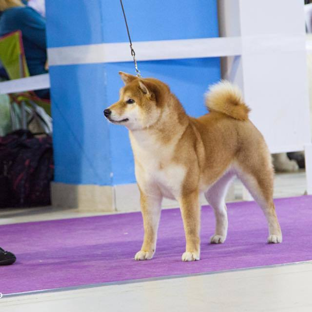 Dog show 2018. SHIOMARU Питомник сиба и акита-ину