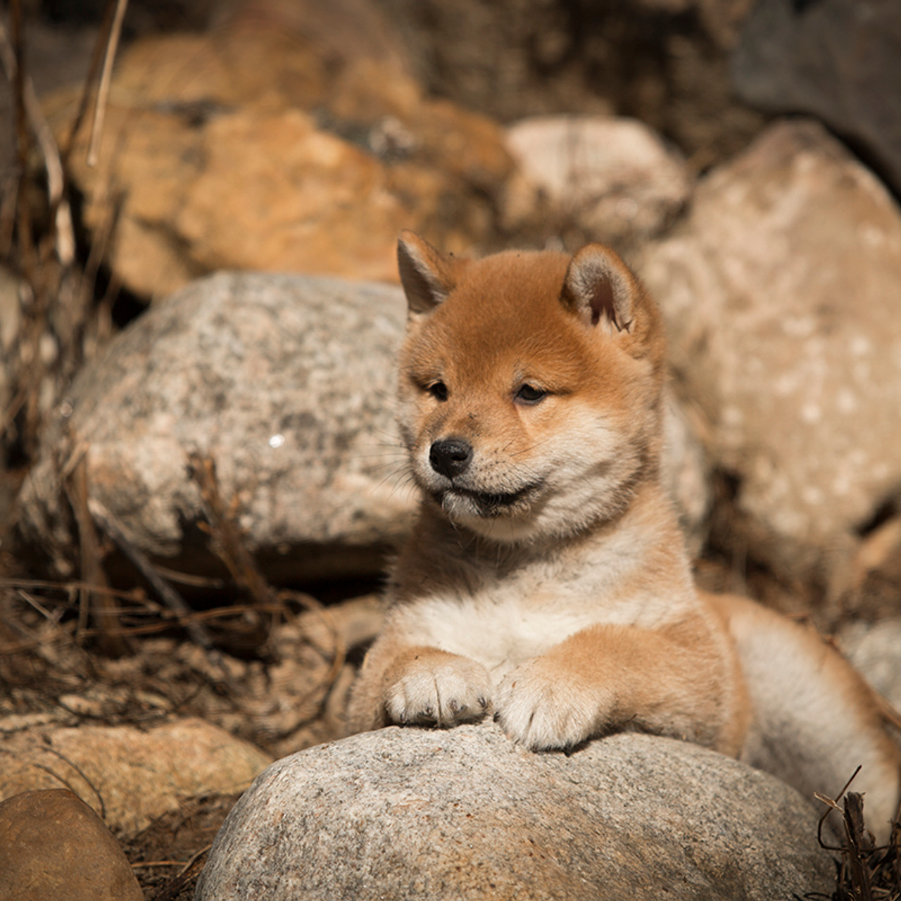 Помет T — Shiomaru kennel. SHIOMARU Shiba and Akita Inu Kennel