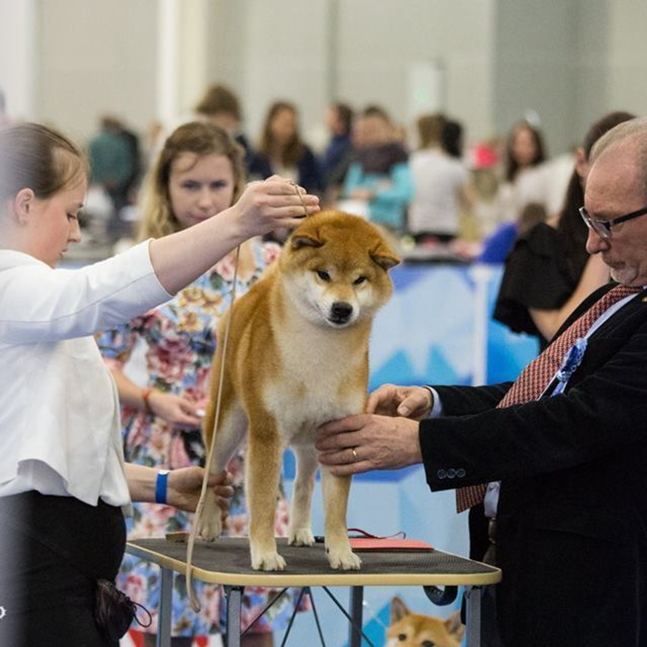 Dog show 2018. SHIOMARU Питомник сиба и акита-ину