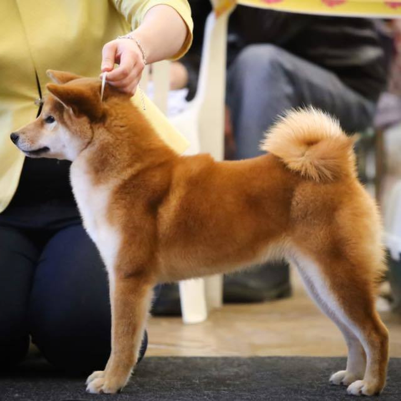 Dog show 2017. SHIOMARU Питомник сиба и акита-ину