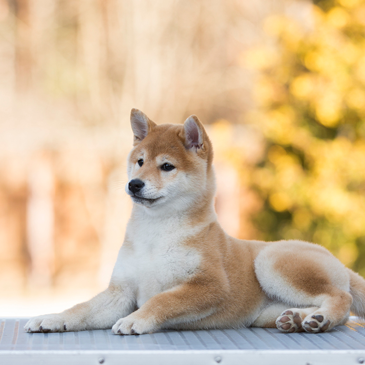 Помет S. SHIOMARU Питомник сиба и акита-ину