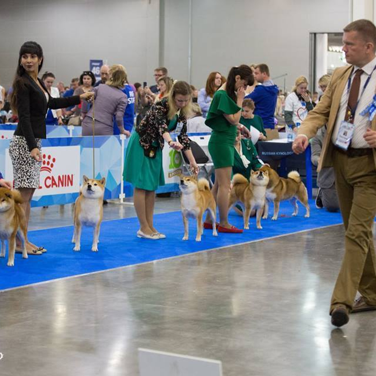 Dog show 2018. SHIOMARU Питомник сиба и акита-ину