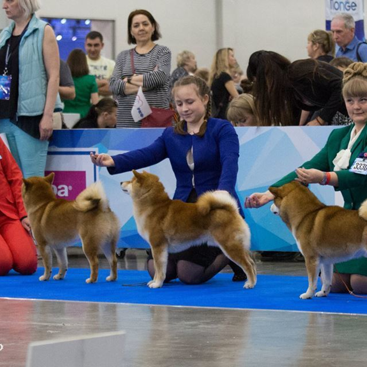Dog show 2018. SHIOMARU Питомник сиба и акита-ину