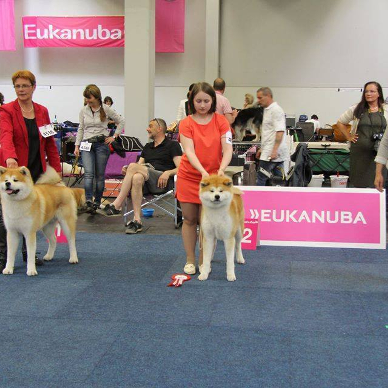 Dog show 2016. SHIOMARU Питомник сиба и акита-ину