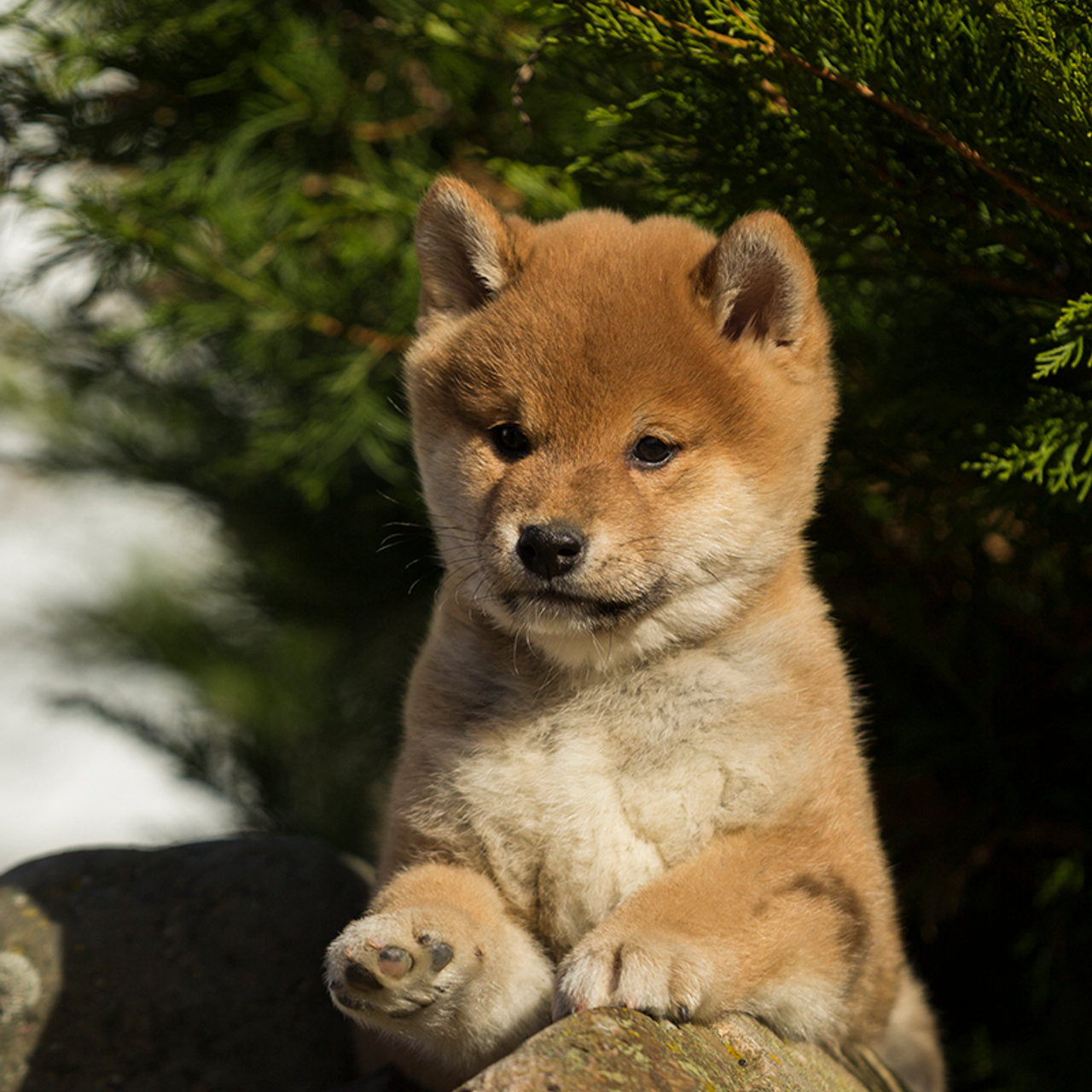 Помет T — Shiomaru kennel. SHIOMARU Shiba and Akita Inu Kennel