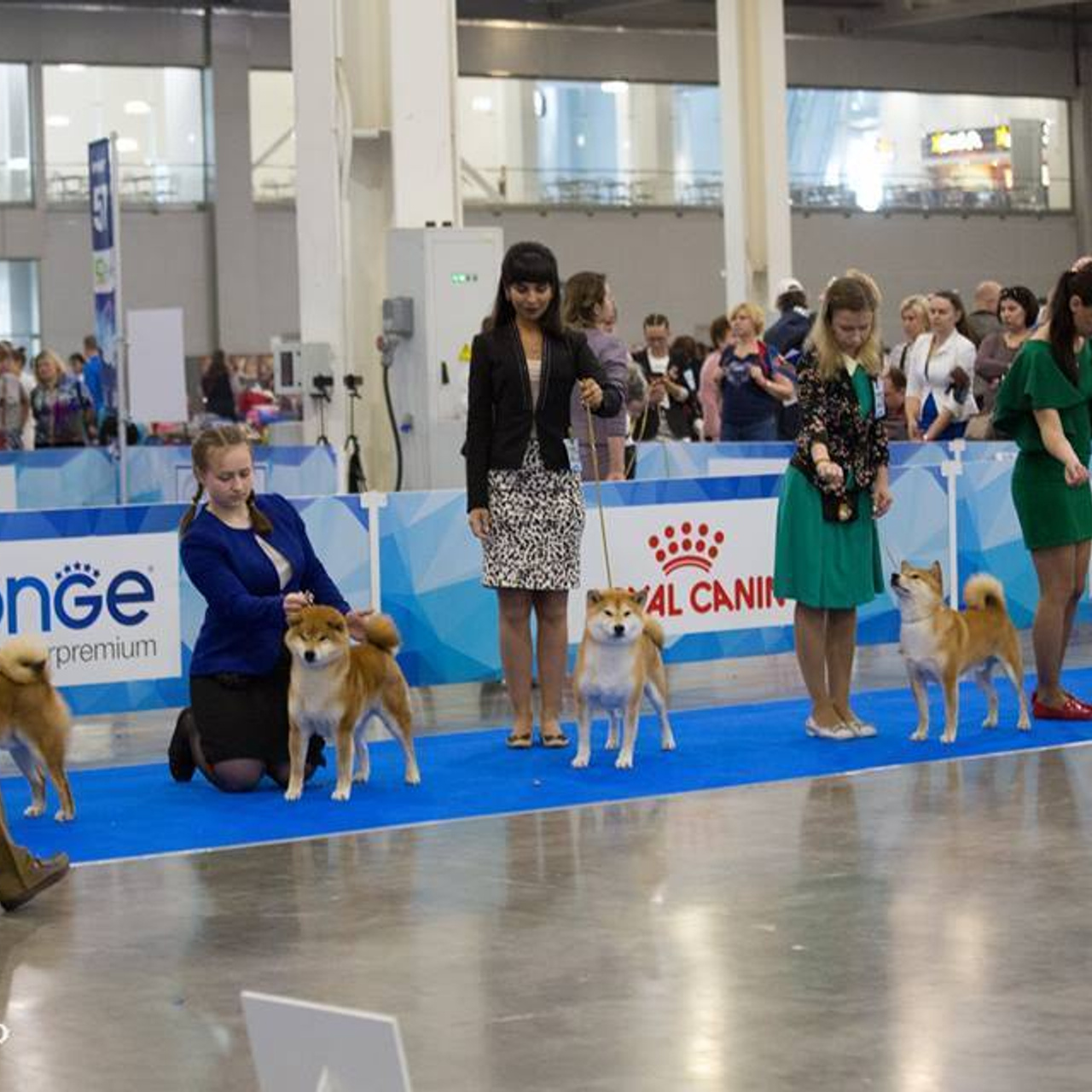 Dog show 2018. SHIOMARU Питомник сиба и акита-ину