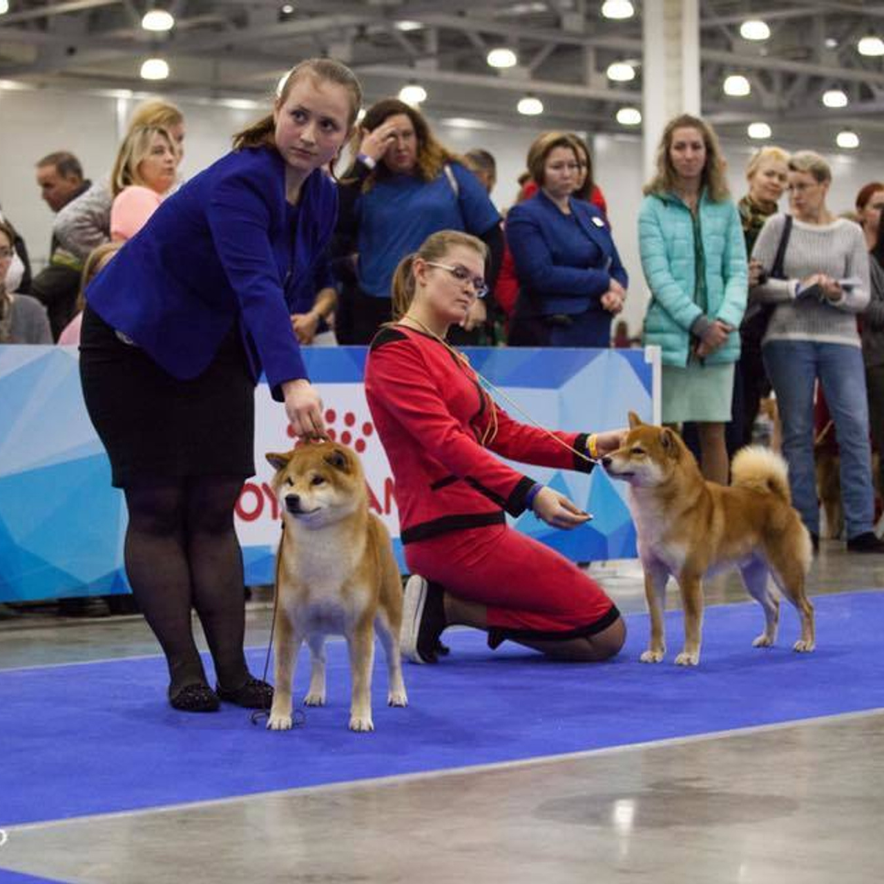 Dog show 2017. SHIOMARU Питомник сиба и акита-ину