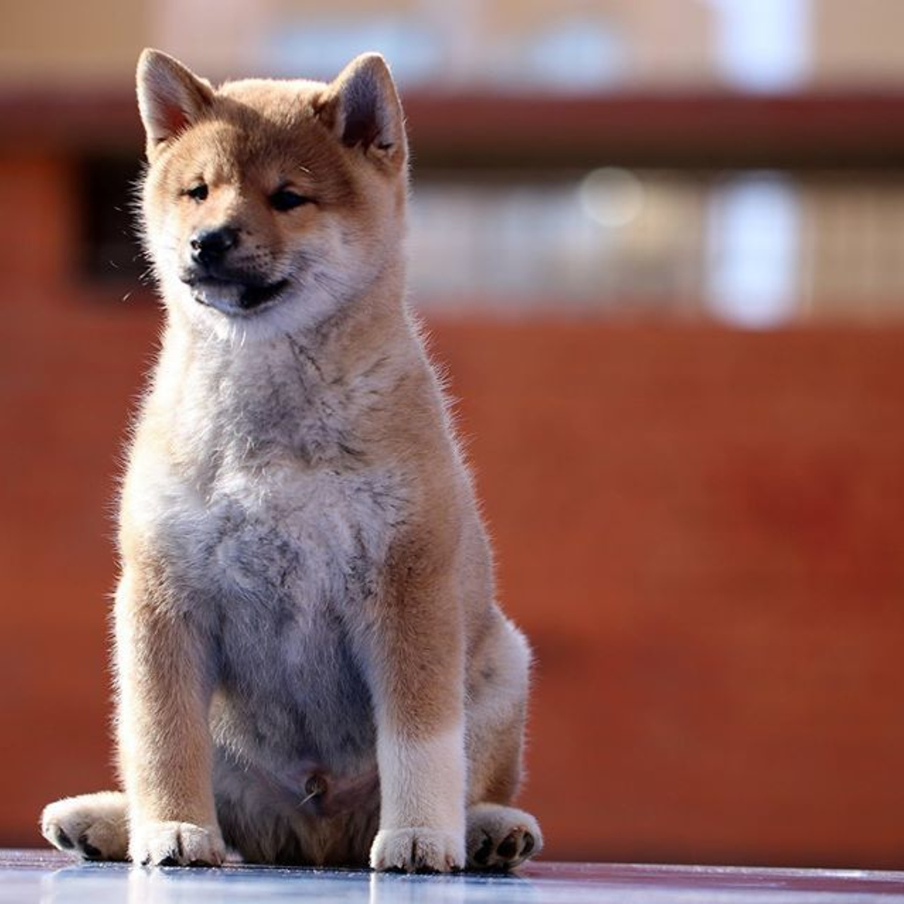 ПОМЕТ F. SHIOMARU Питомник сиба и акита-ину