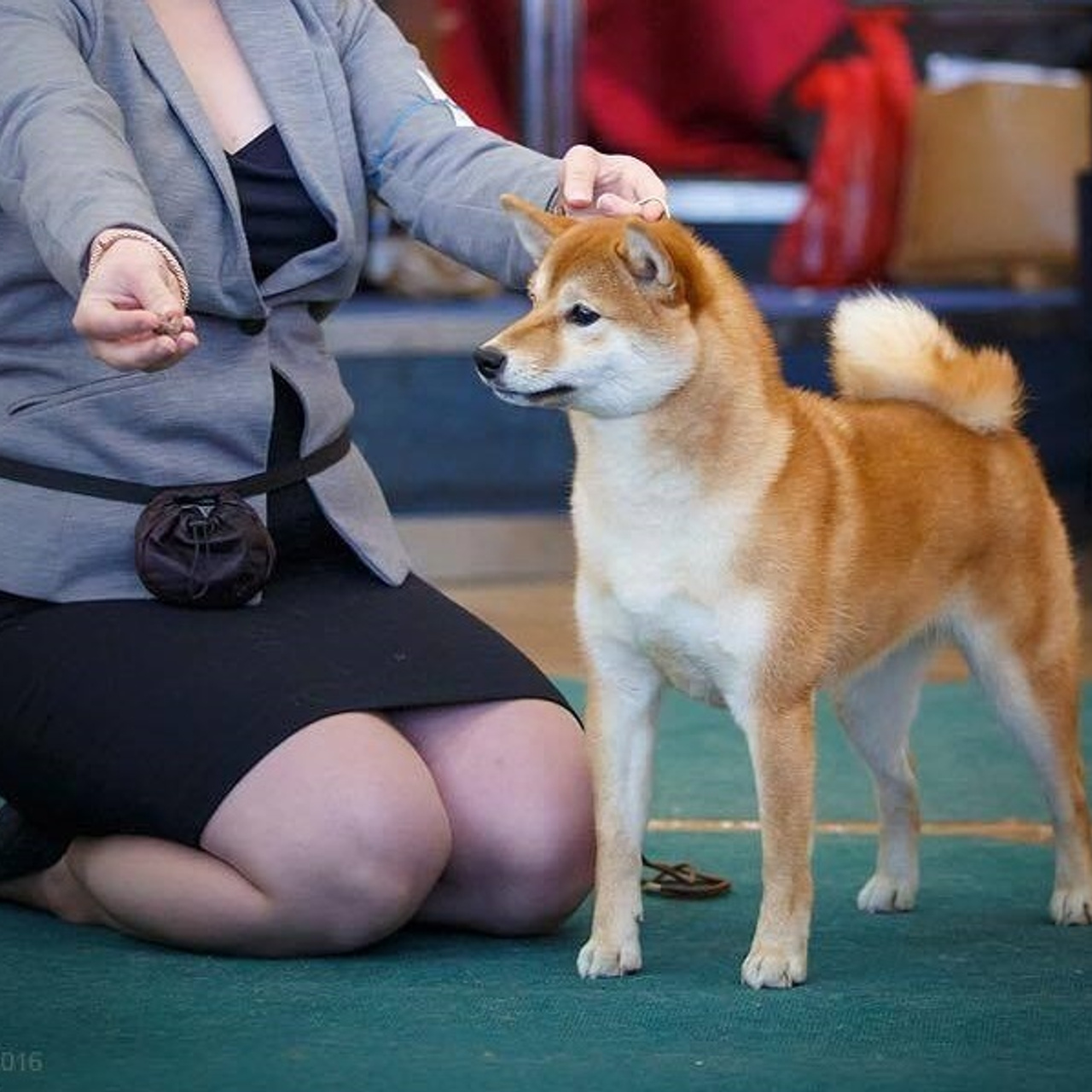 Dog show 2016. SHIOMARU Питомник сиба и акита-ину