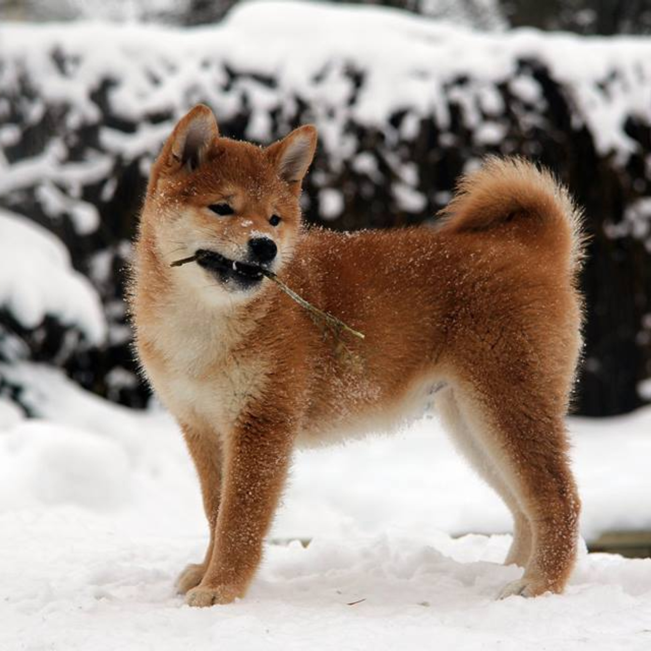 SHIOMARU BRENDI. SHIOMARU Shiba and Akita Inu Kennel