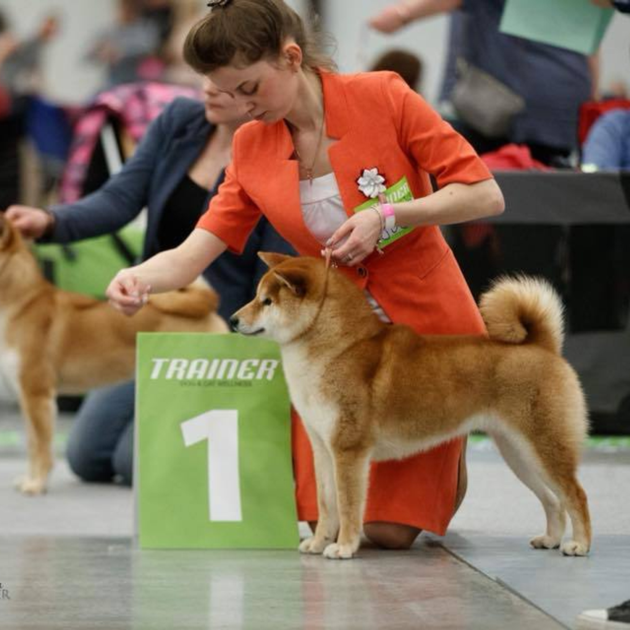 Dog show 2018. SHIOMARU Питомник сиба и акита-ину