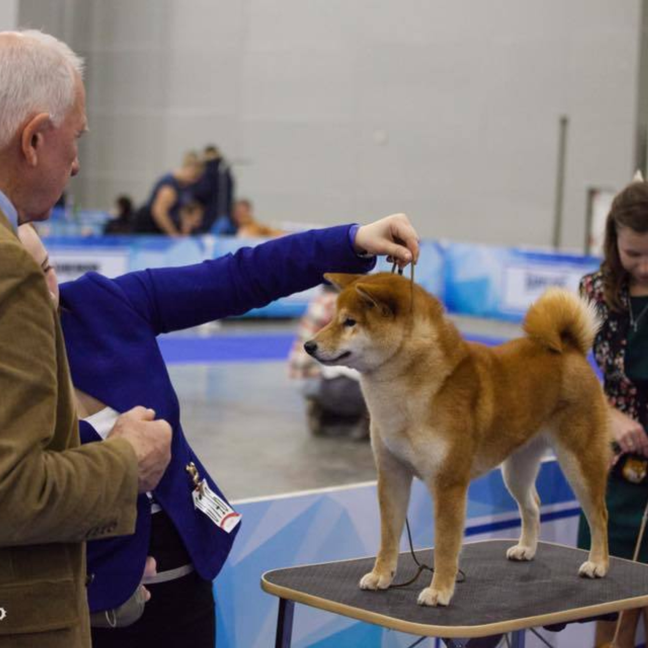 Dog show 2017. SHIOMARU Питомник сиба и акита-ину
