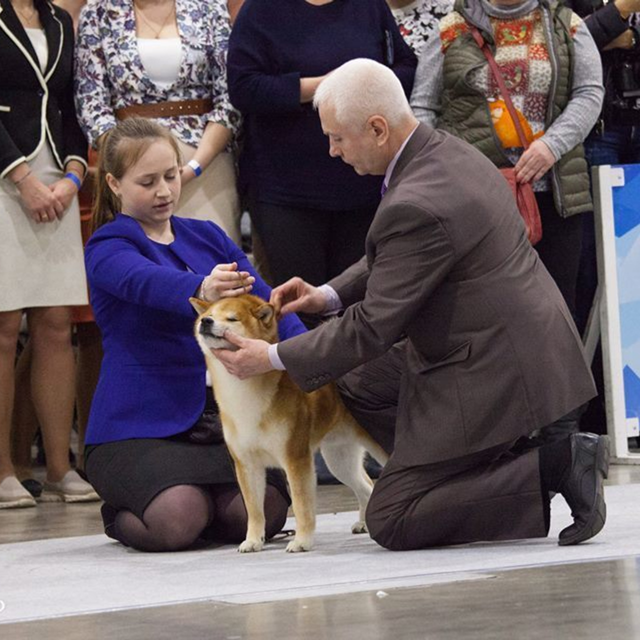 Dog show 2017. SHIOMARU Питомник сиба и акита-ину