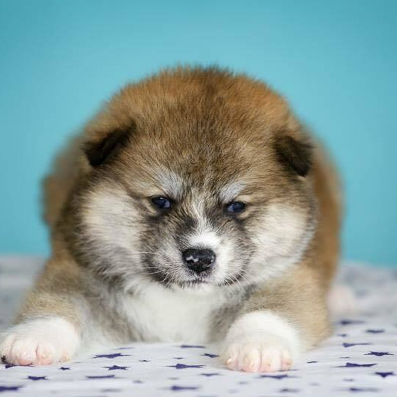 ПОМЕТ K. SHIOMARU Питомник сиба и акита-ину