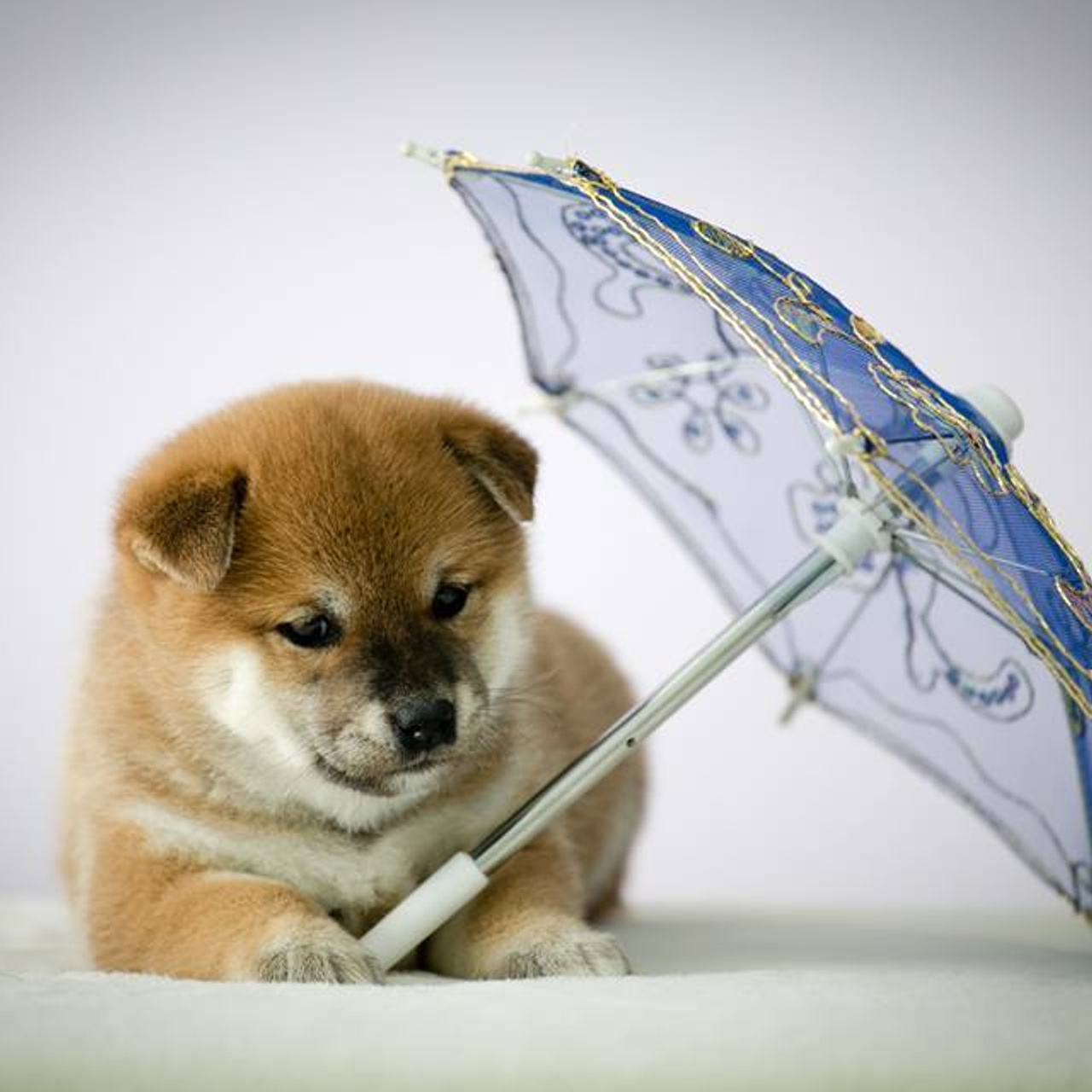 ПОМЕТ G. SHIOMARU Питомник сиба и акита-ину