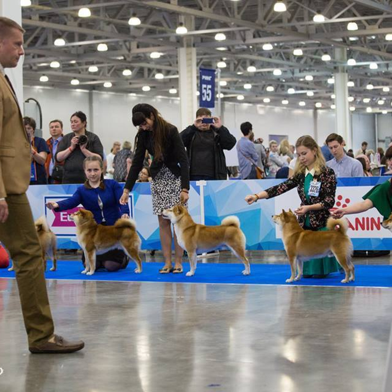 Dog show 2018. SHIOMARU Питомник сиба и акита-ину