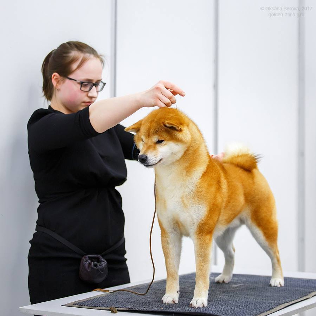 Dog show 2017. SHIOMARU Питомник сиба и акита-ину