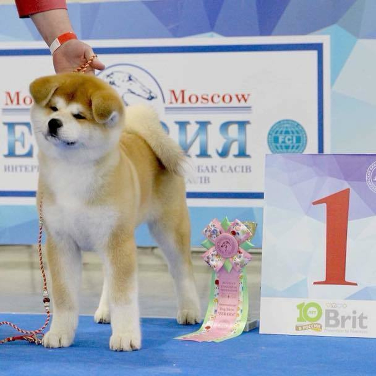 ПОМЕТ K. SHIOMARU Питомник сиба и акита-ину