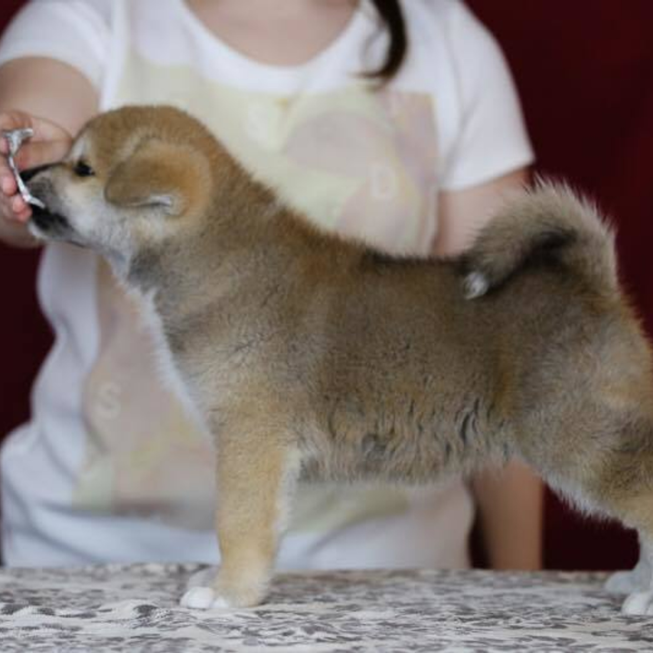 ПОМЕТ K. SHIOMARU Питомник сиба и акита-ину