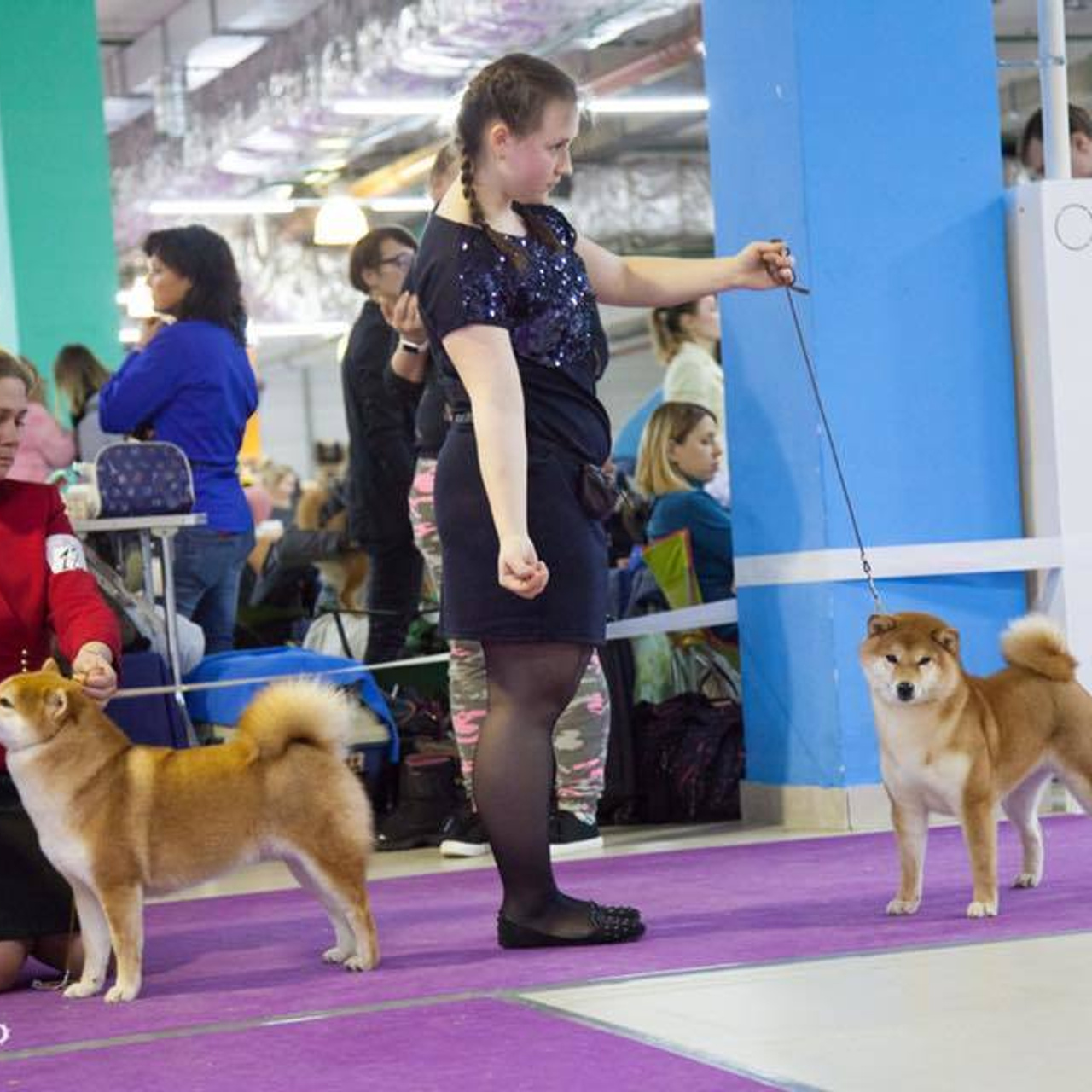 Dog show 2018. SHIOMARU Питомник сиба и акита-ину