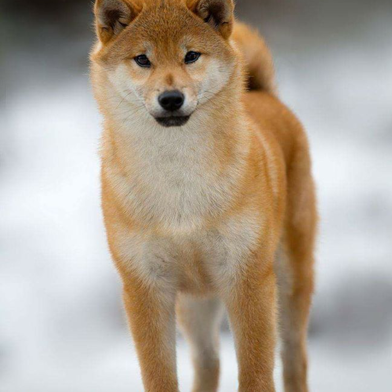 ПОМЕТ A. SHIOMARU Питомник сиба и акита-ину