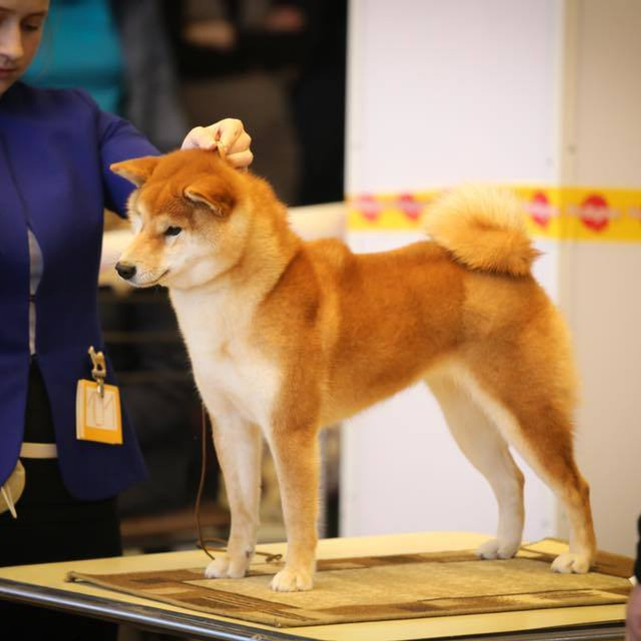 SHIOMARU BRENDI. SHIOMARU Shiba and Akita Inu Kennel