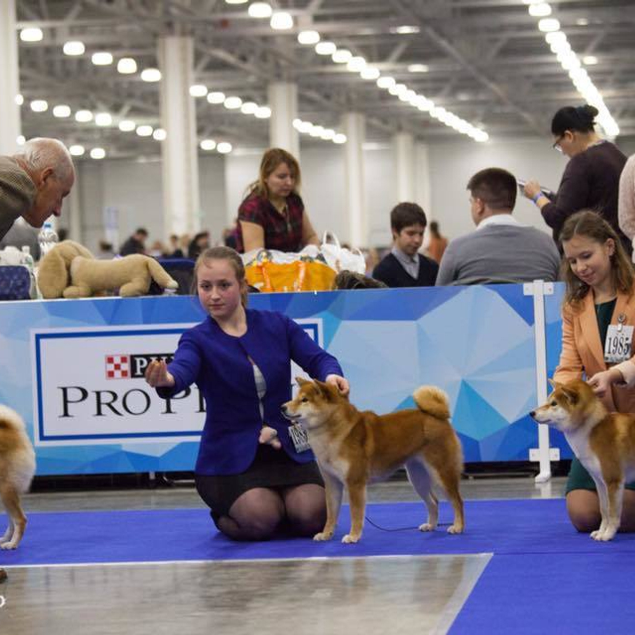 Dog show 2017. SHIOMARU Питомник сиба и акита-ину