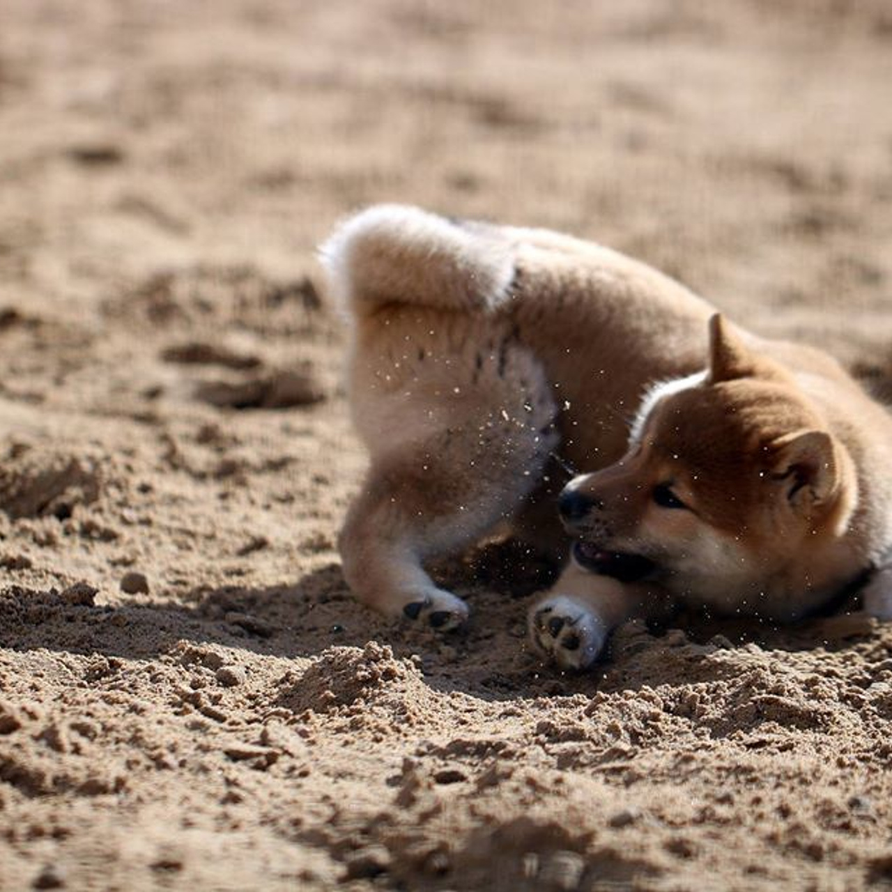 ПОМЕТ F. SHIOMARU Питомник сиба и акита-ину