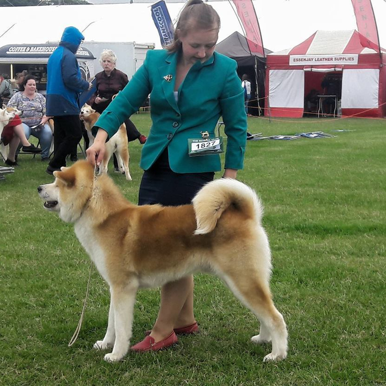 Dog show 2017. SHIOMARU Питомник сиба и акита-ину