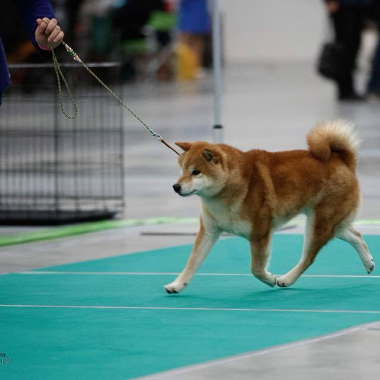 Dog show 2018. SHIOMARU Питомник сиба и акита-ину