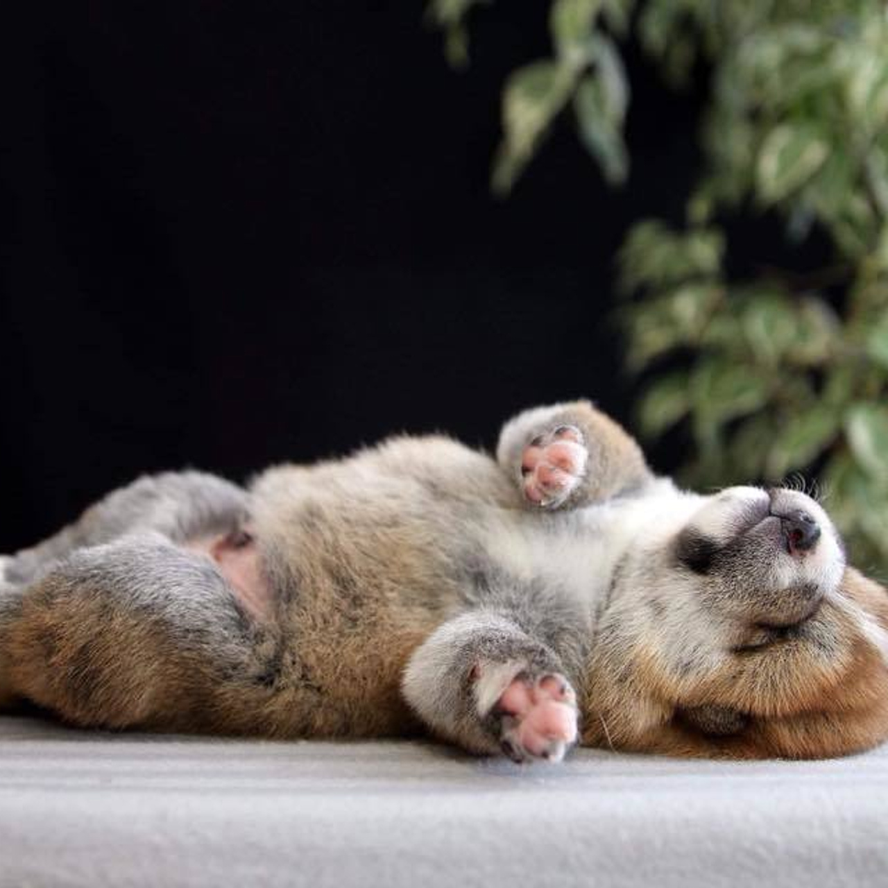 ПОМЕТ О. SHIOMARU Питомник сиба и акита-ину