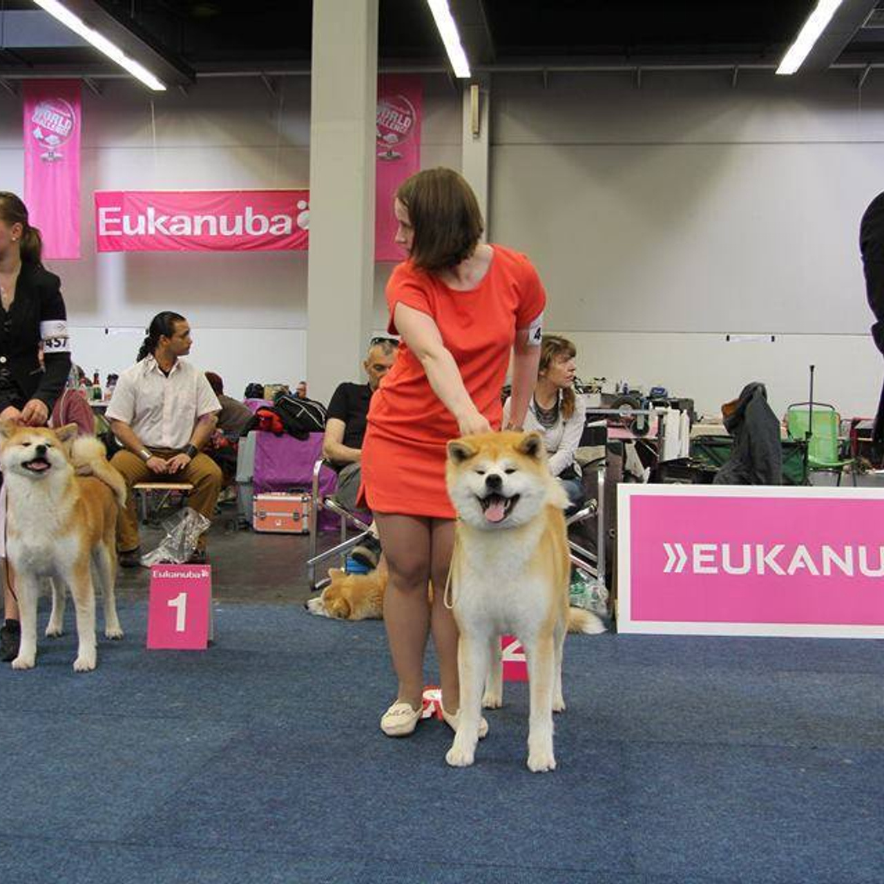 Dog show 2016. SHIOMARU Питомник сиба и акита-ину