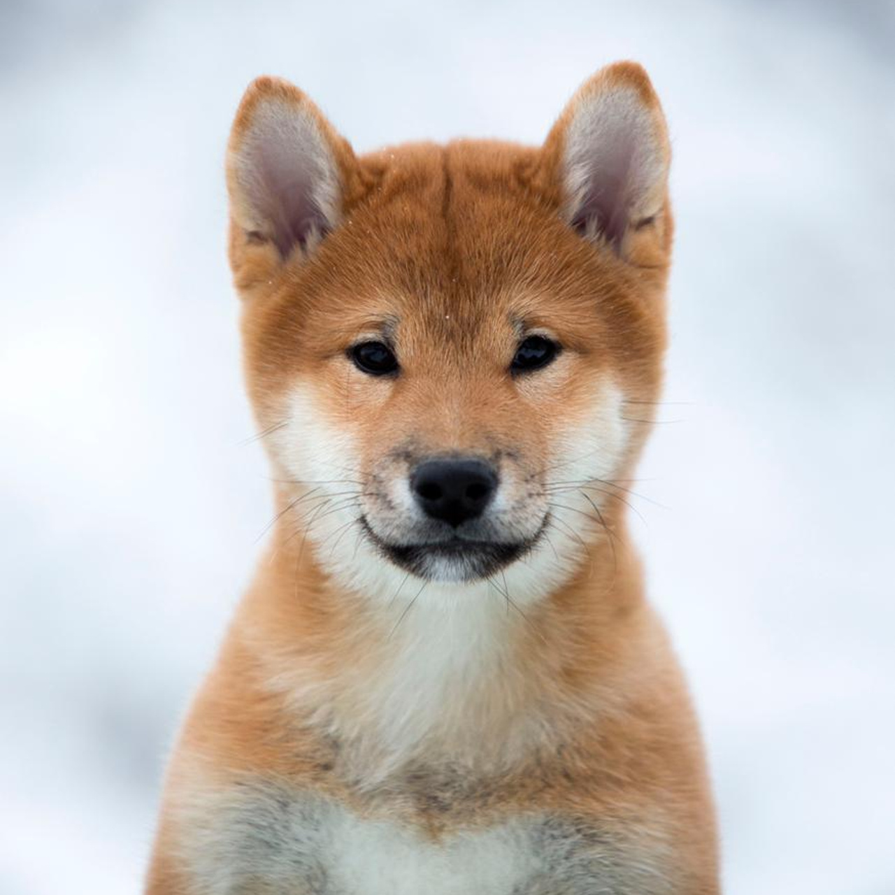 ПОМЕТ С. SHIOMARU Питомник сиба и акита-ину