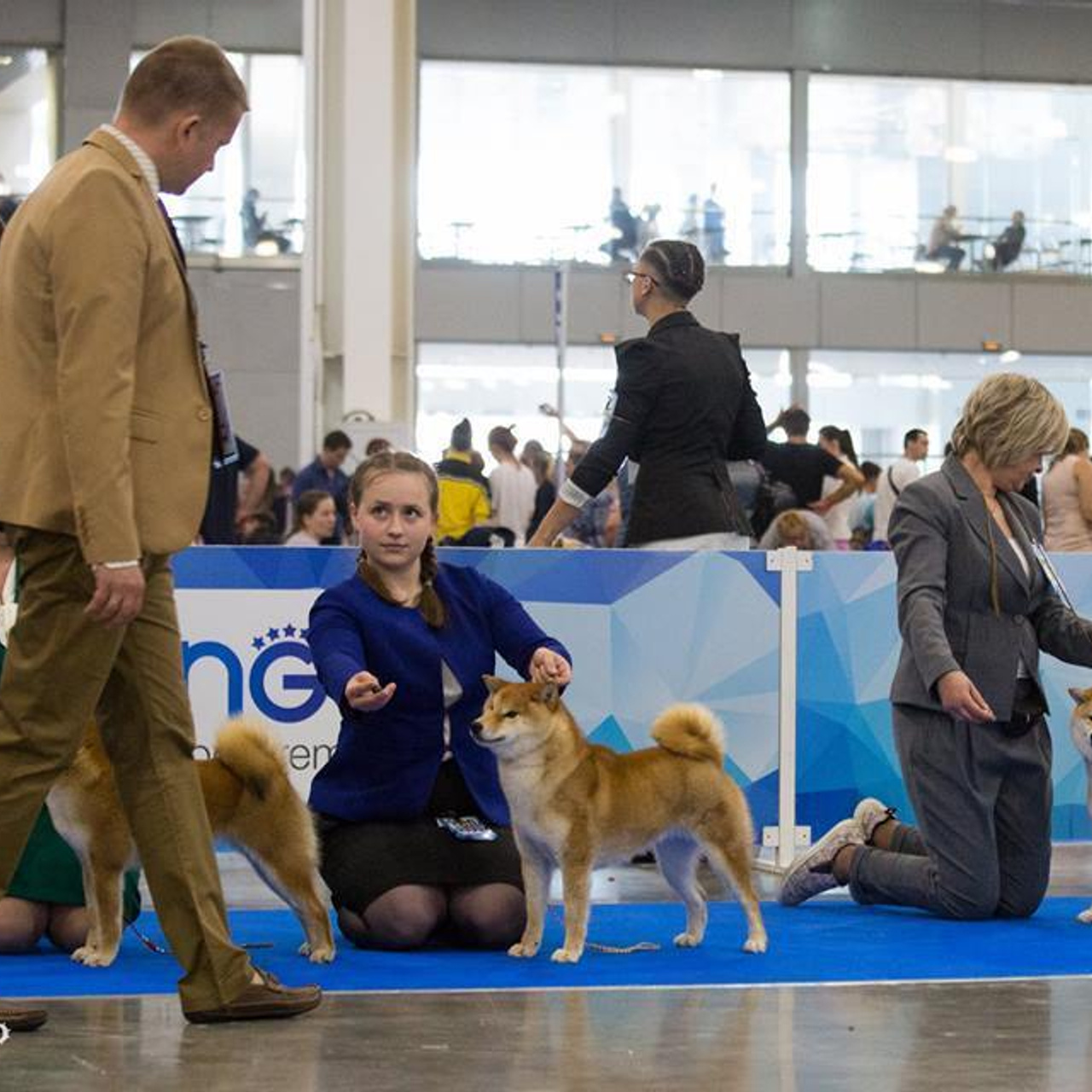 Dog show 2018. SHIOMARU Питомник сиба и акита-ину