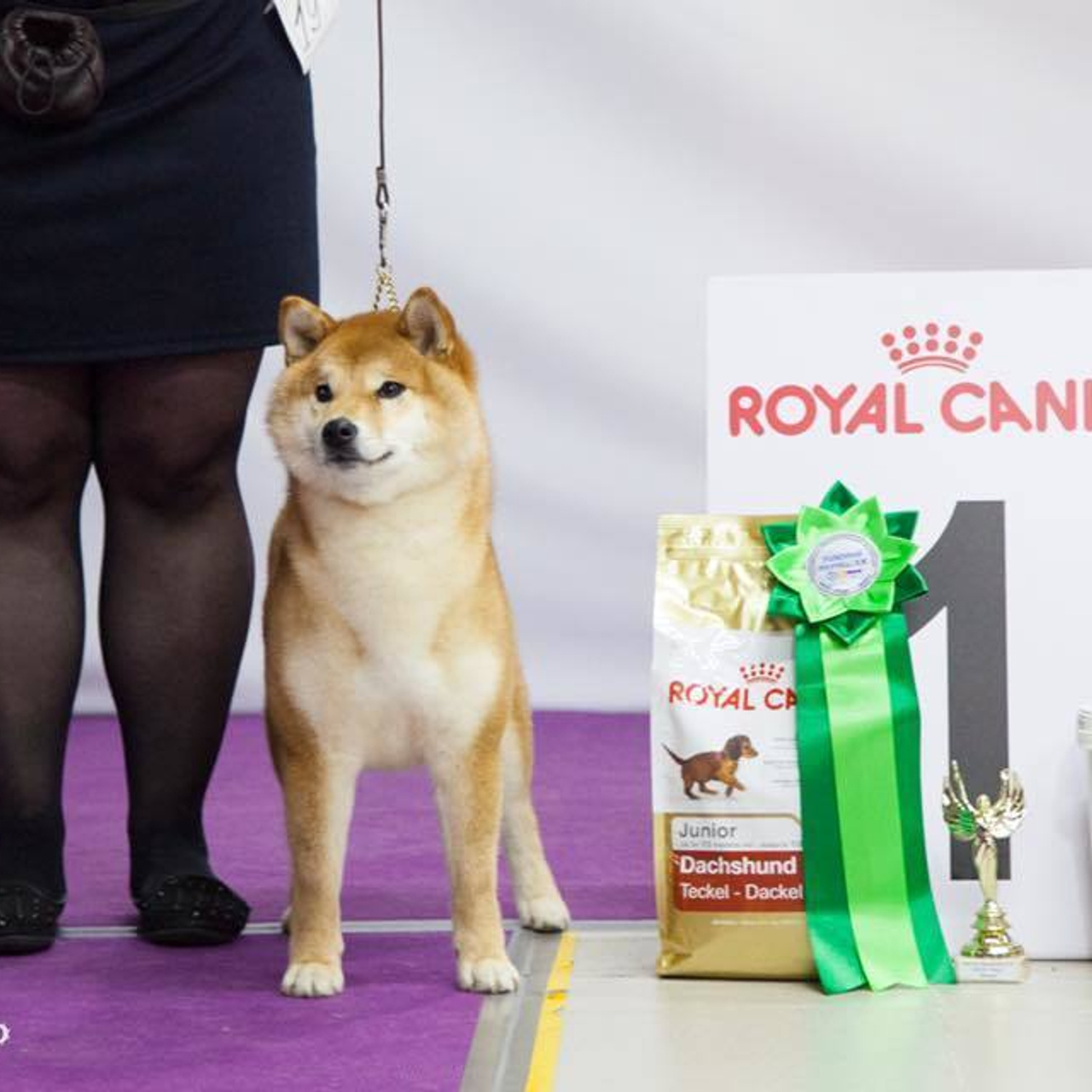 Dog show 2018. SHIOMARU Питомник сиба и акита-ину