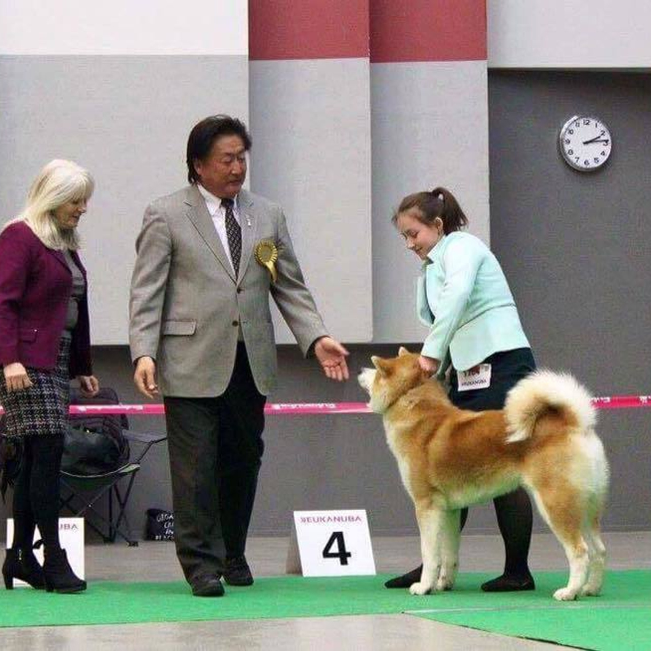Dog show 2017. SHIOMARU Питомник сиба и акита-ину