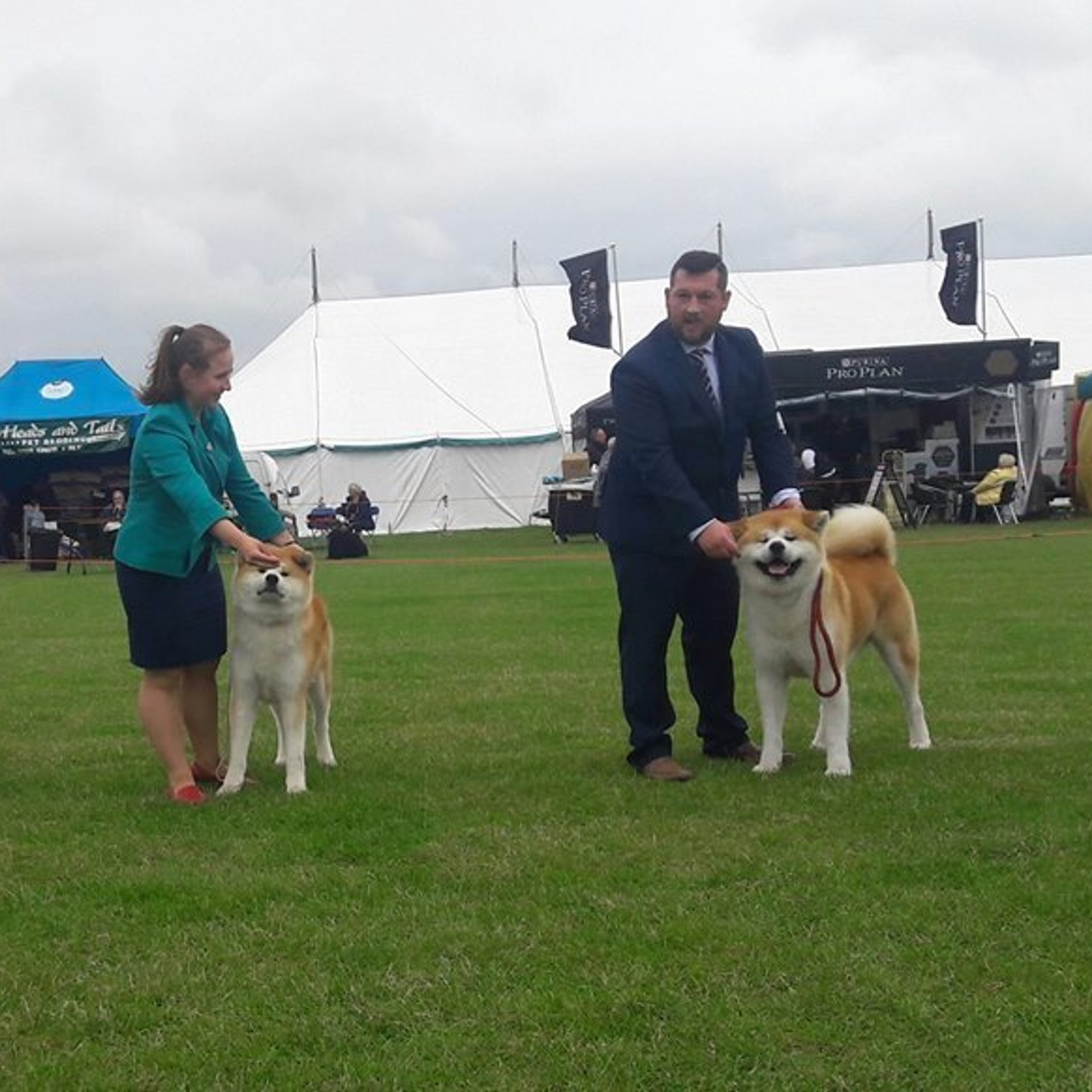 Dog show 2017. SHIOMARU Питомник сиба и акита-ину