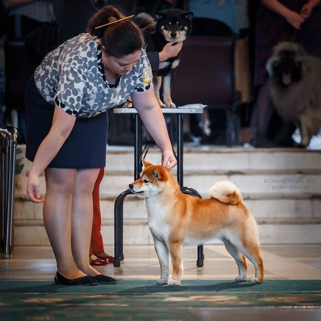 Dog show 2017. SHIOMARU Питомник сиба и акита-ину